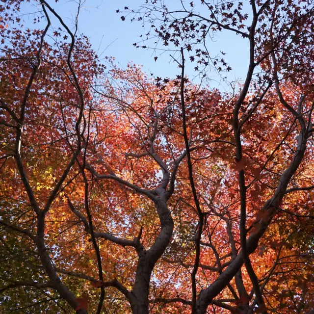 12/18 本日の逗子市の楓の色付き具合。
まだ若干緑の部分もありますが、だいたい紅くなりました。
Photo:御猿畠 玄晃

#紅葉
#逗子
#湘南
#名越ハイキングコース
#法性寺