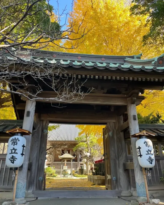 青空に黄色のイチョウが美しい

何かと忙しい年の瀬ですが
ひと呼吸置きにいらしてください

片瀬常立寺の銀杏は今が見頃です

常立寺服部

#常立寺
#片瀬
#湘南
#お寺
#日蓮宗
#銀杏
#紅葉