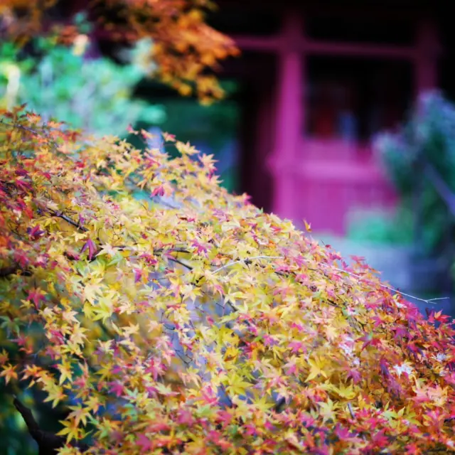 鎌倉名越の妙法寺の紅葉が見ごろを迎えています。
今年は暖かかったり急に冷え込んだりの気候だったためか、紅黄緑のコントラストが鮮やかです。

今朝は小雪が舞っておりましたね。
今年も残りわずか。寒さに負けずに頑張っていきましょう。

※現在奥の院、苔の石段などの参拝は土日のみ拝観可

投稿者:鎌倉妙法寺

#kamakura #japan #いのちに合掌 #日蓮宗 #鎌倉 #紅葉 #もみじ #autumn colors #御朱印 #鎌倉妙法寺 #苔の石段